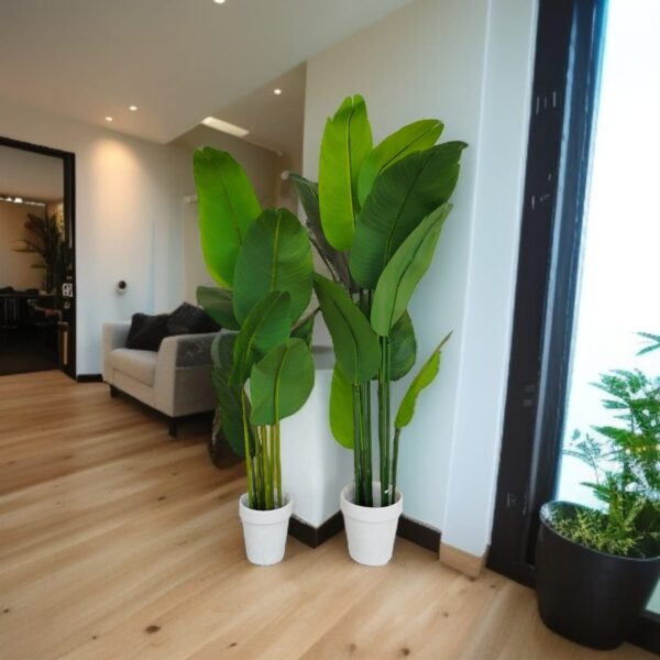 Banana-Breeze-Plant-Set