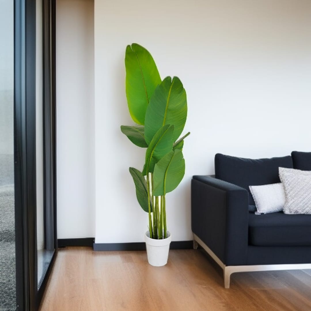 Banana Breeze Plant