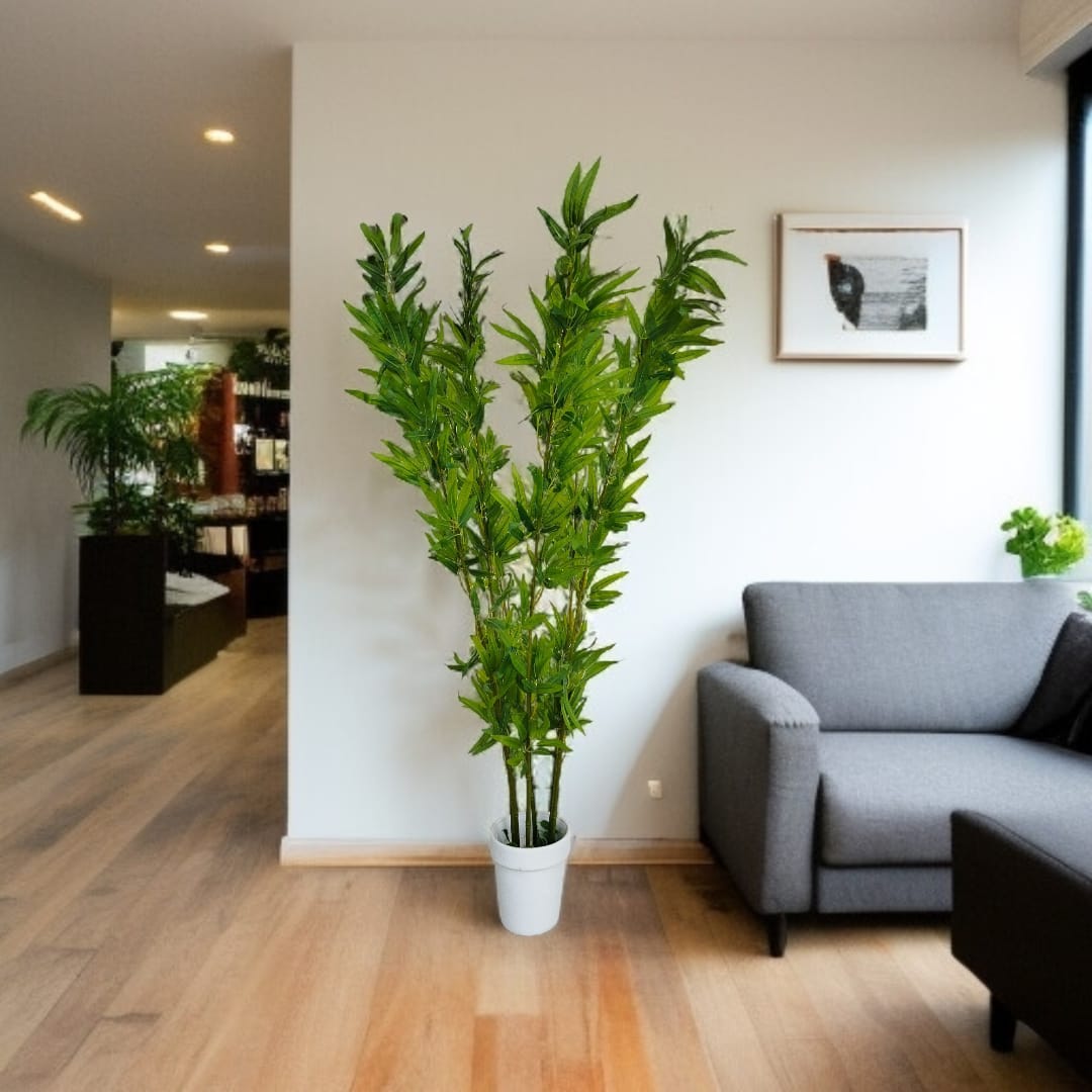 Emerald Bamboo Plant